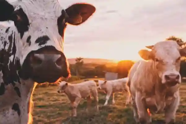 Durable floors for dairy farms