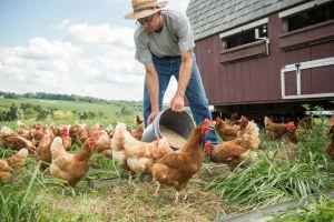 chicken poultry farm